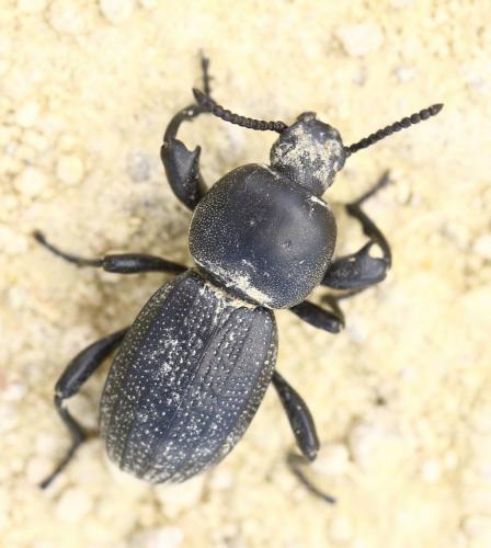Réf. 243 435 : Scaurus sp.